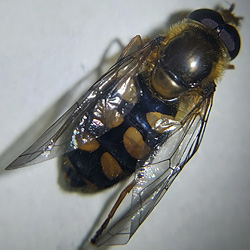 Eupeodes lucasi